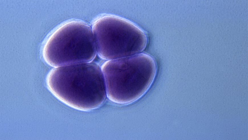 Embryo Glue Verfahren