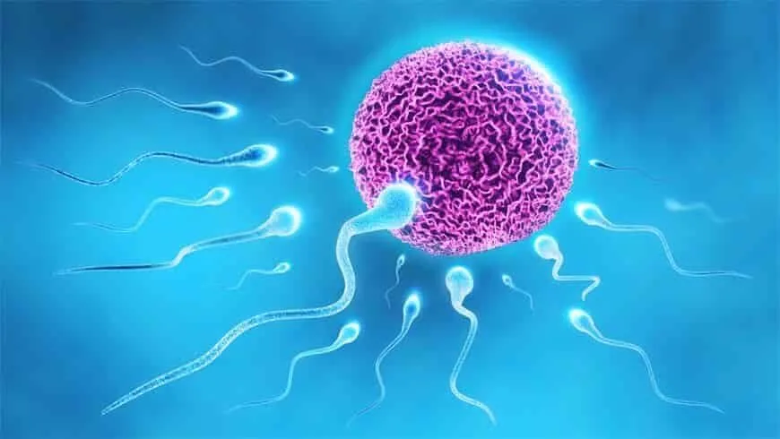 Spermienvorsortierung 1 Spermienvorsortierung