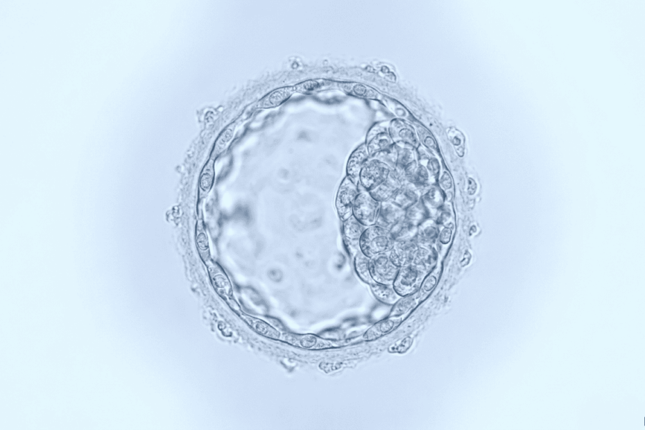 Eine Nahaufnahme einer gesunden, hell erleuchteten menschlichen Blastozyste am Tag 5 der Embryonalentwicklung unter einem Labormikroskop.
